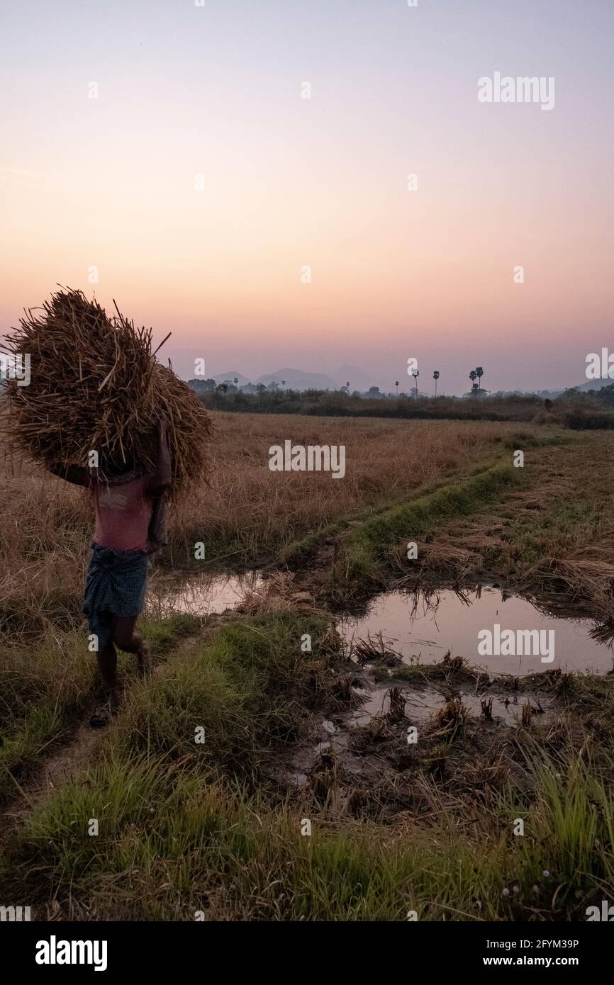 Stacked Rice Farm A farmer carries a stack of rice crops after harvest. Heading home ...