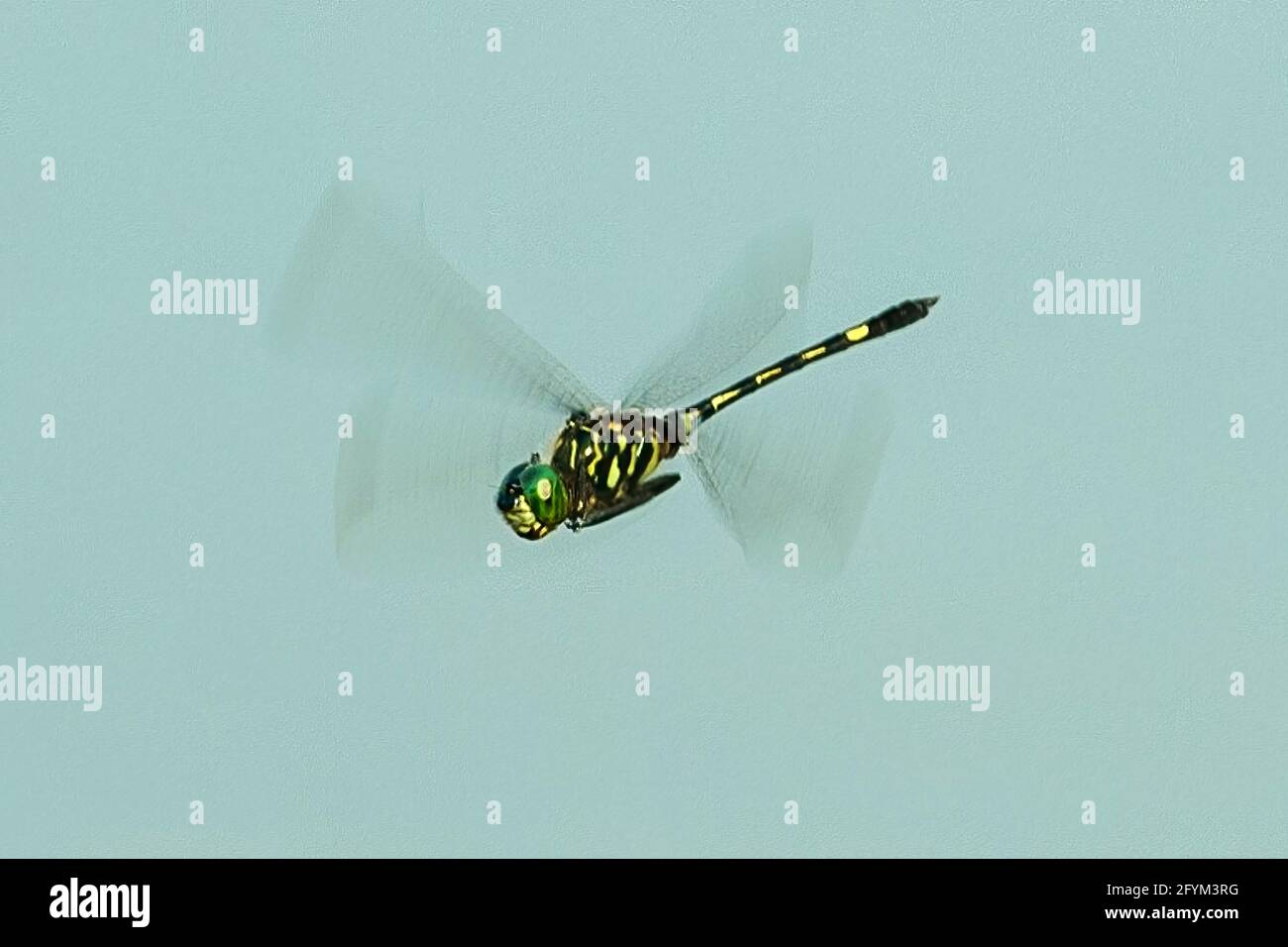 Green Skimmer Dragonfly, Orthetrum serapia, Napo Lagoon, Yasuni NP Stock Photo