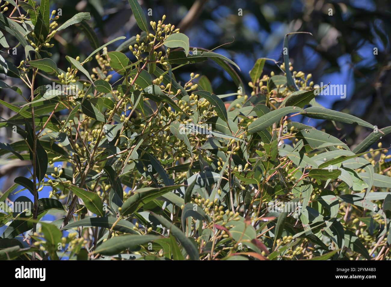 Leaves and flower buds on a Corymbia maculata (Spotted Gum) eucalypt tree in NSW, Australia Stock Photo