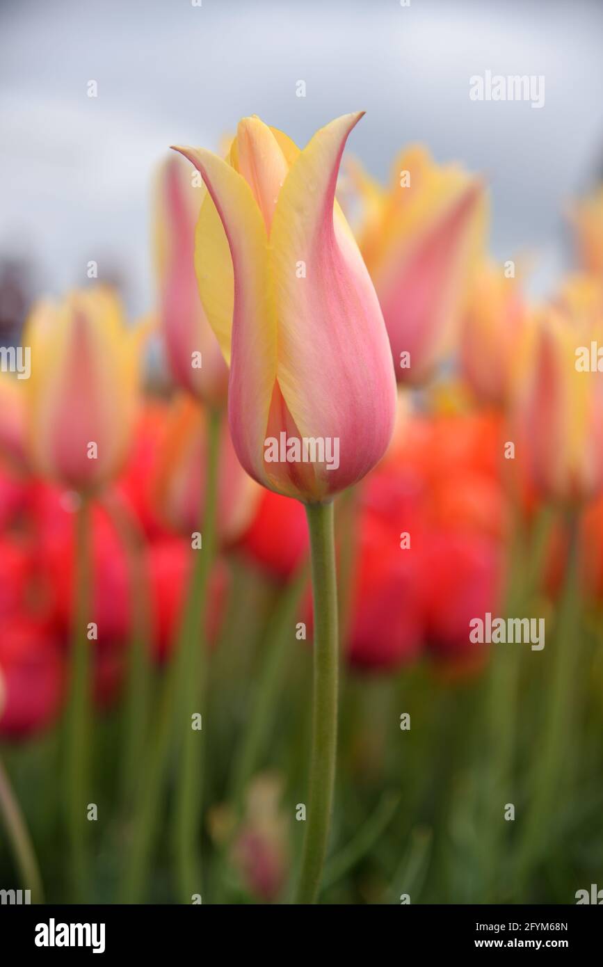 Pink and yellow tulip Stock Photo - Alamy