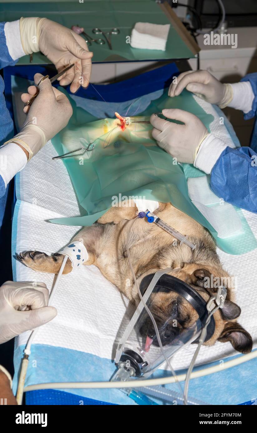 A pair of skilled veterinarians placing sutures on a Pug during sterilization surgery Stock Photo