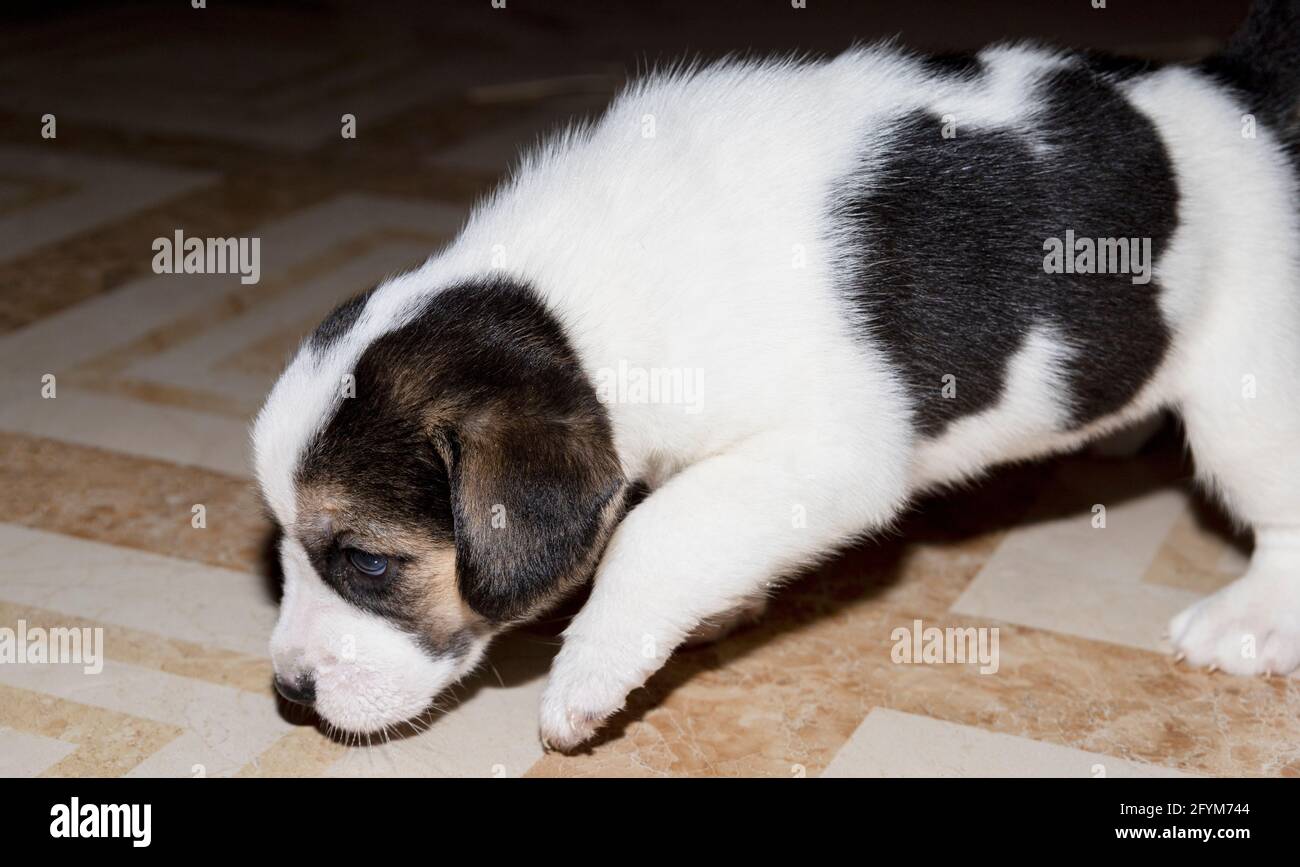 Brown beagle hi-res stock photography and images - Alamy, image size:1300x867
