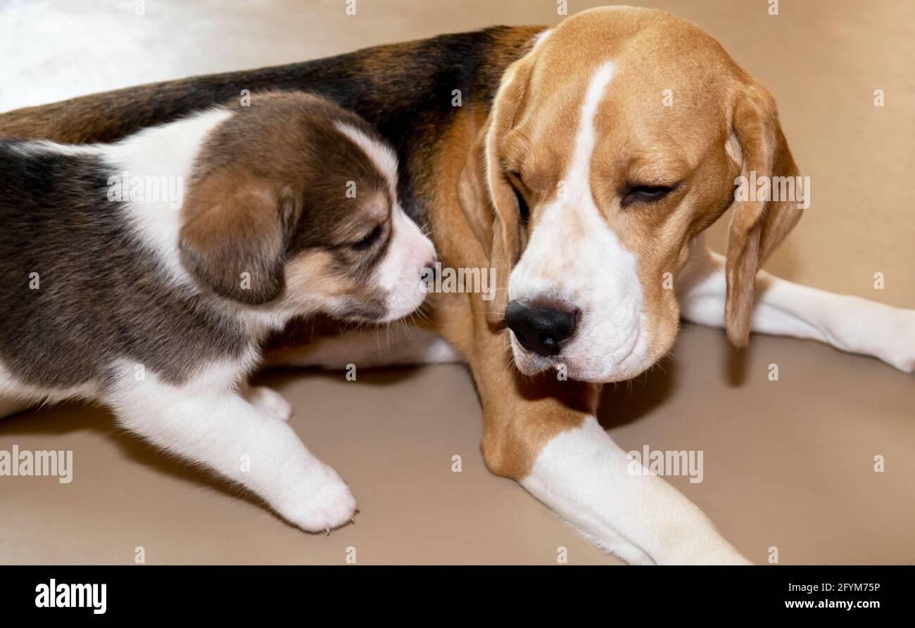 A cute 3 black, white and brown Beagle puppy with its loving mother Stock Photo