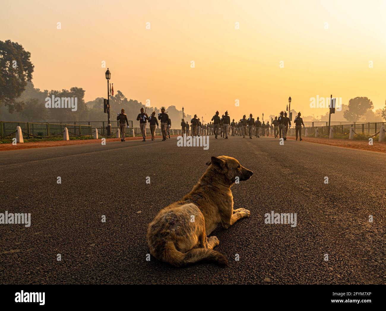 a dog is sitting on road and delhi police during their rehearsals for indian republic day in delhi. Stock Photo