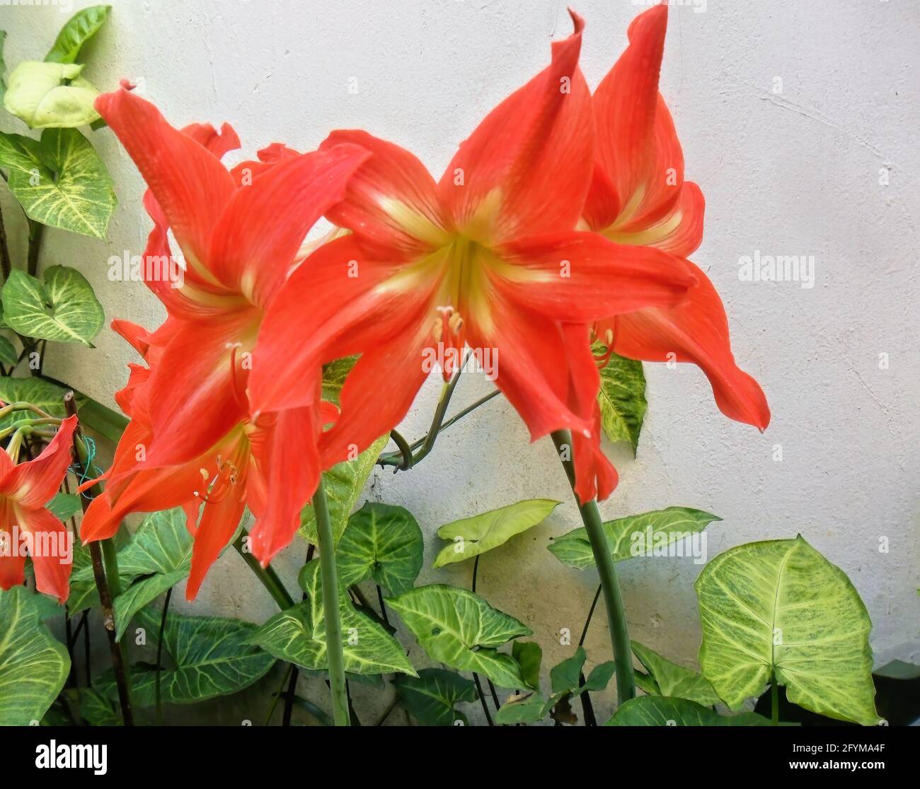 orange lilies (lilium) symbolize energy, warmth, confidence, honor, respect, gratitude