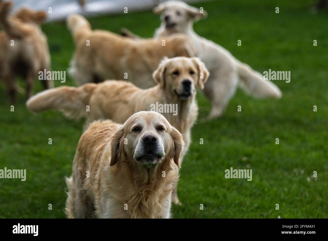 Golden retrievers playing outside in their natural environment on grass chasing bubbles. Stock Photo