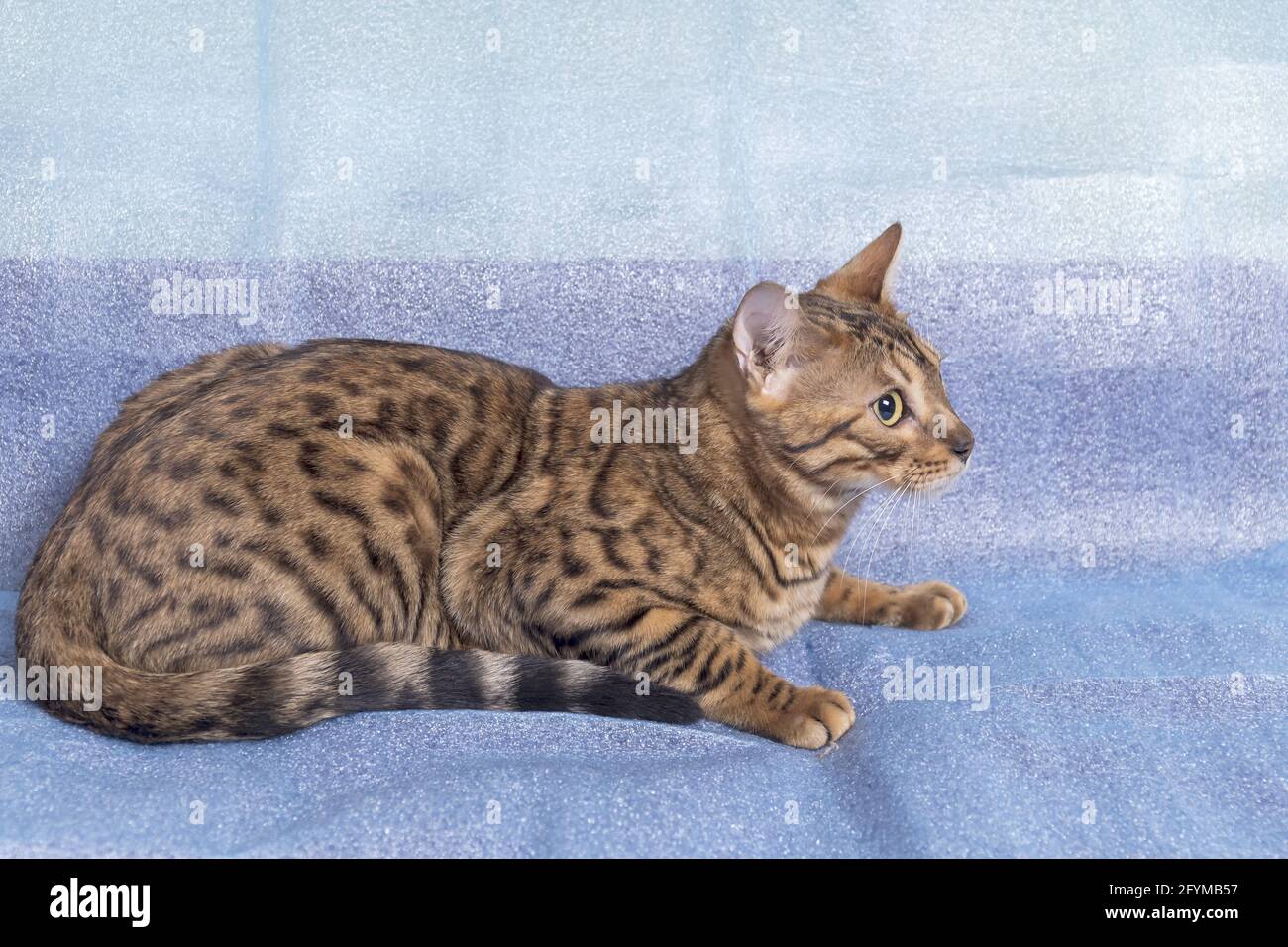Young bengal cat lies on a blue background and looks away from the ...