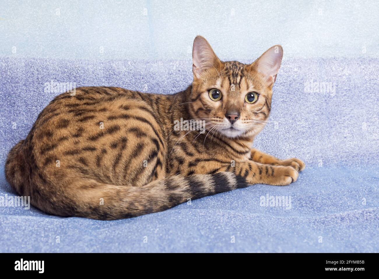 Young bengal cat lies on a blue background and looks at the camera Stock  Photo - Alamy