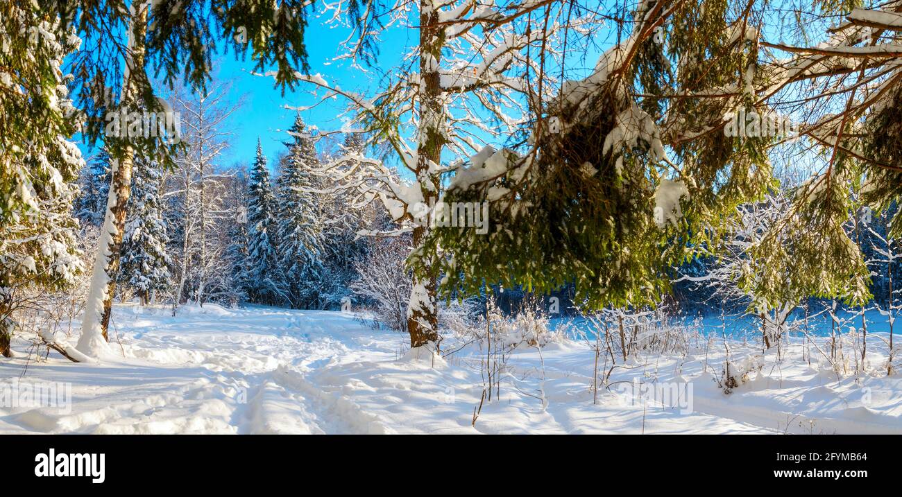 Sunny winter landscape with forest glade covered by deep snow  during frosty january morning. Stock Photo