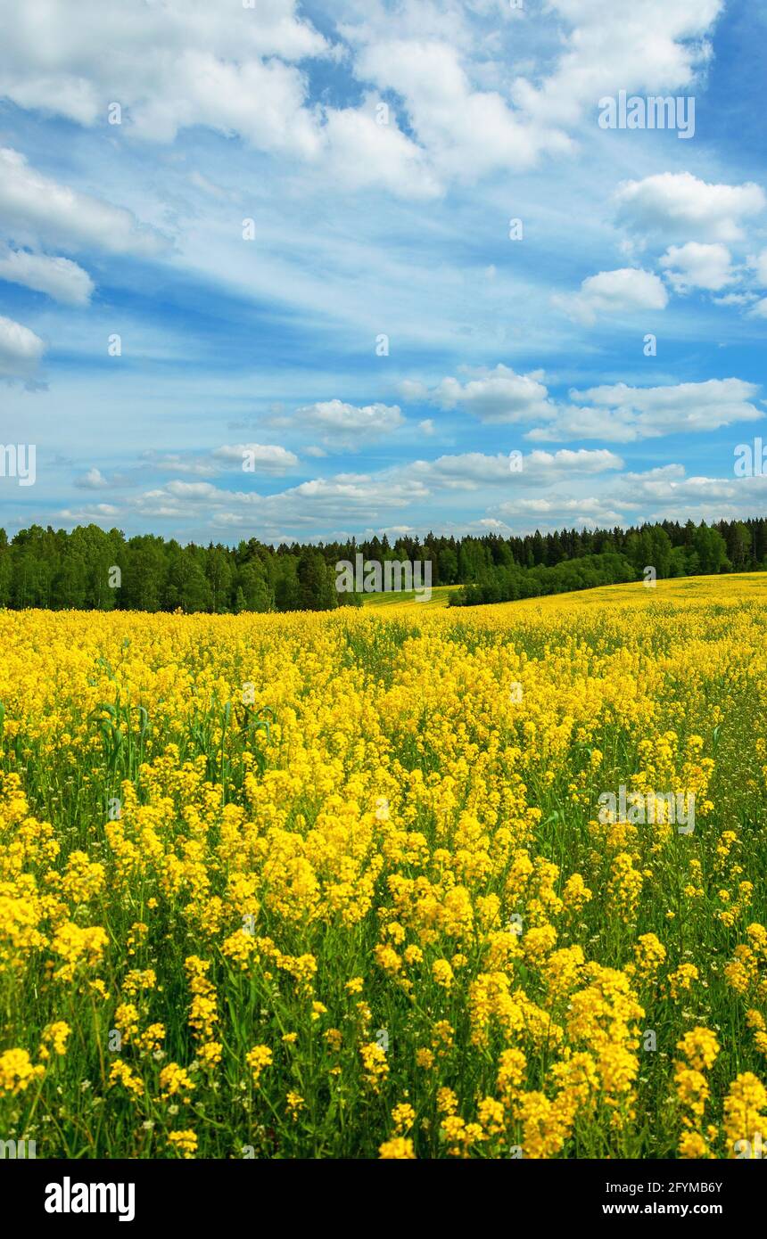 Summer panoramic landscape with blue sky over the yellow field with blooming flowers and green trees in forest. Stock Photo