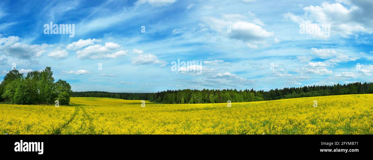 Summer panoramic landscape with blue sky over the yellow field with blooming flowers and green trees in forest. Stock Photo