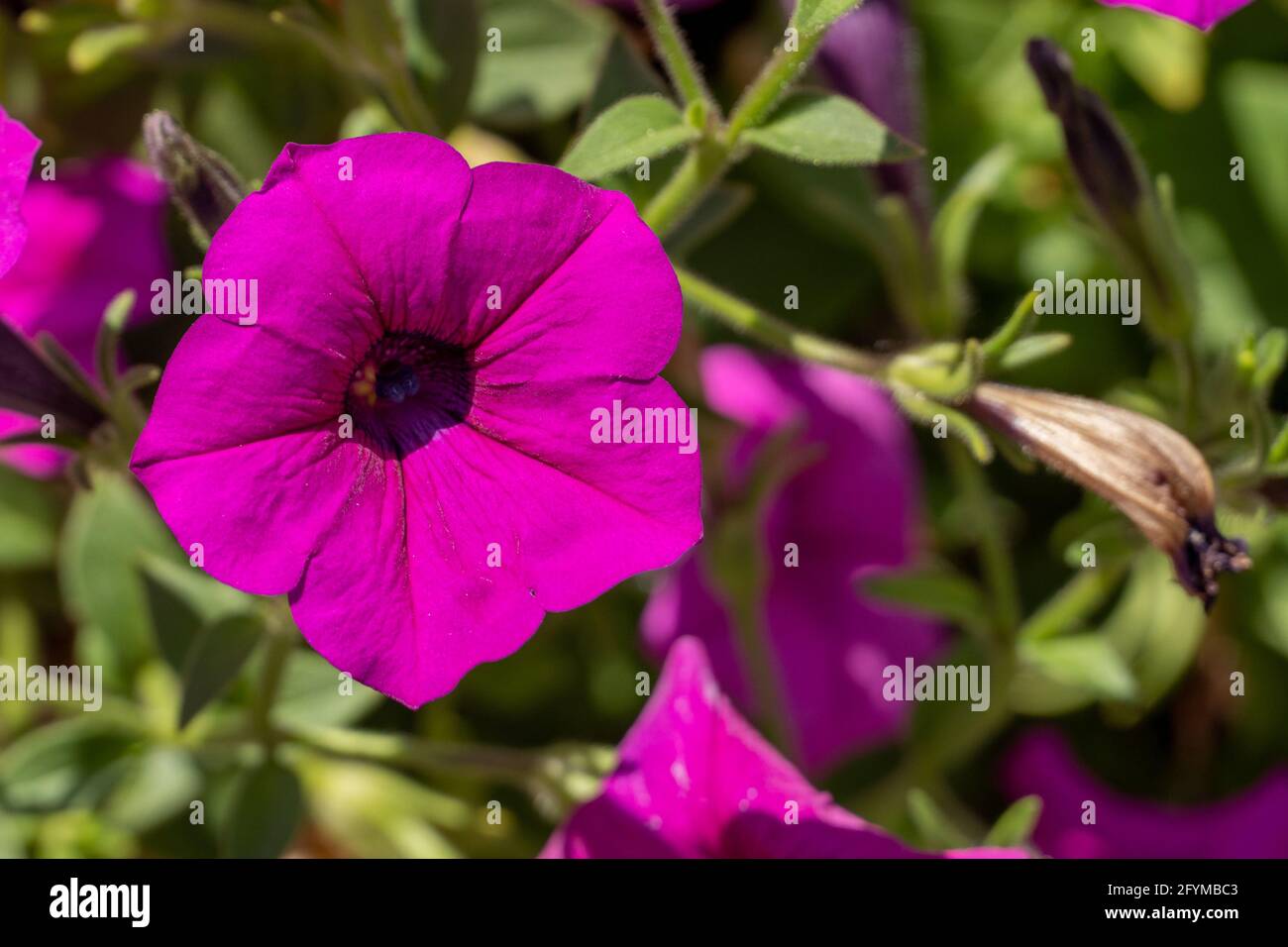 Bright purple flower, Wild petunia (ruellia) close up on a plant in the sunshine. Stock Photo