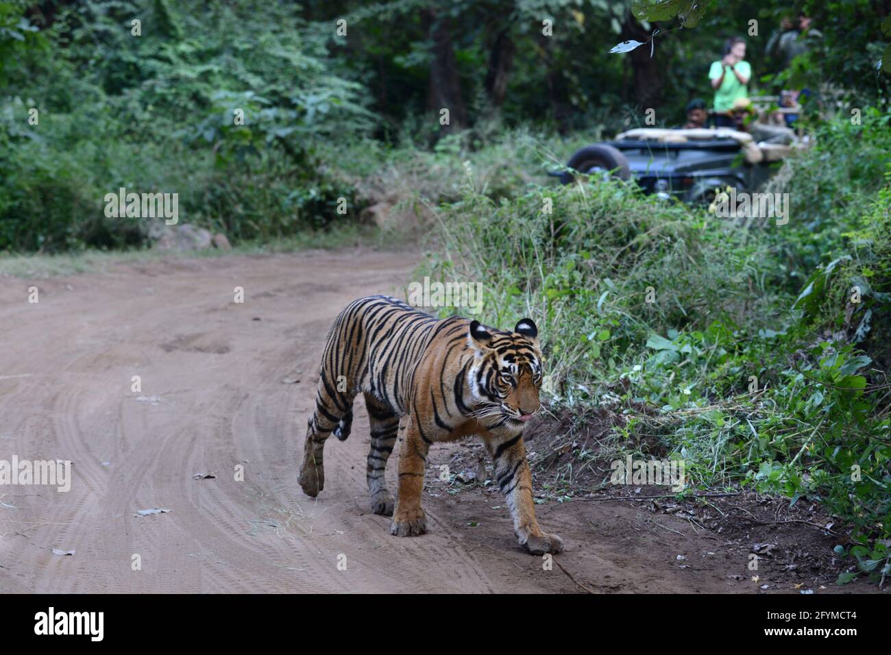 Tiger sighting in jungle safari Stock Photo