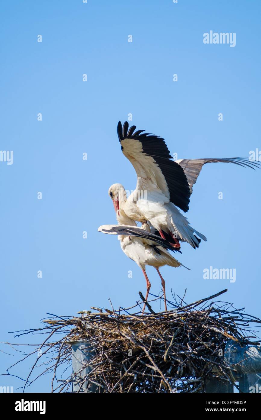 Storks Robin Storks in nest mating hi-res stock photography and images - Alamy