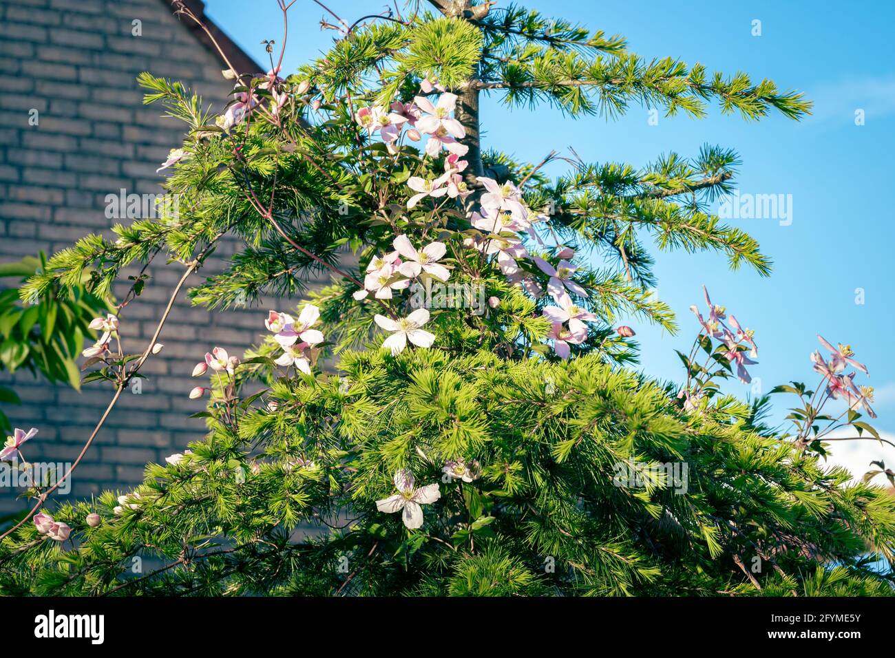 Light pink Clematis flowers in the top of a cedar tree Stock Photo