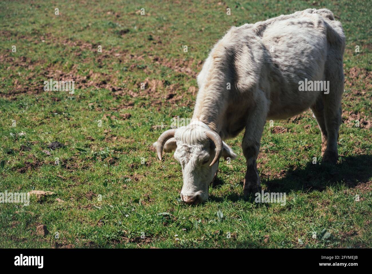 White cow with quiff on a green pasture in spring Stock Photo