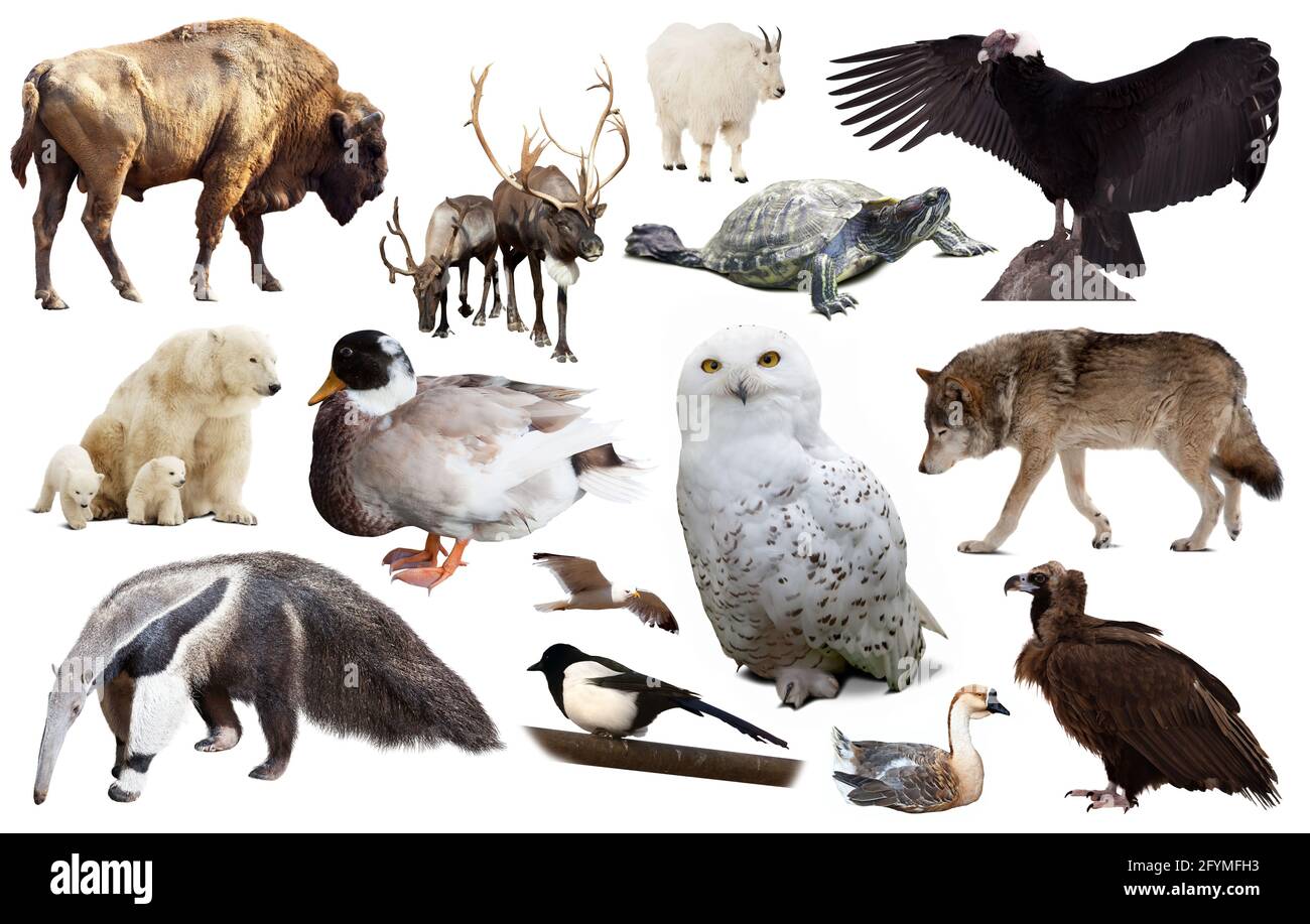 Set of various north american wild animals including birds and mammals