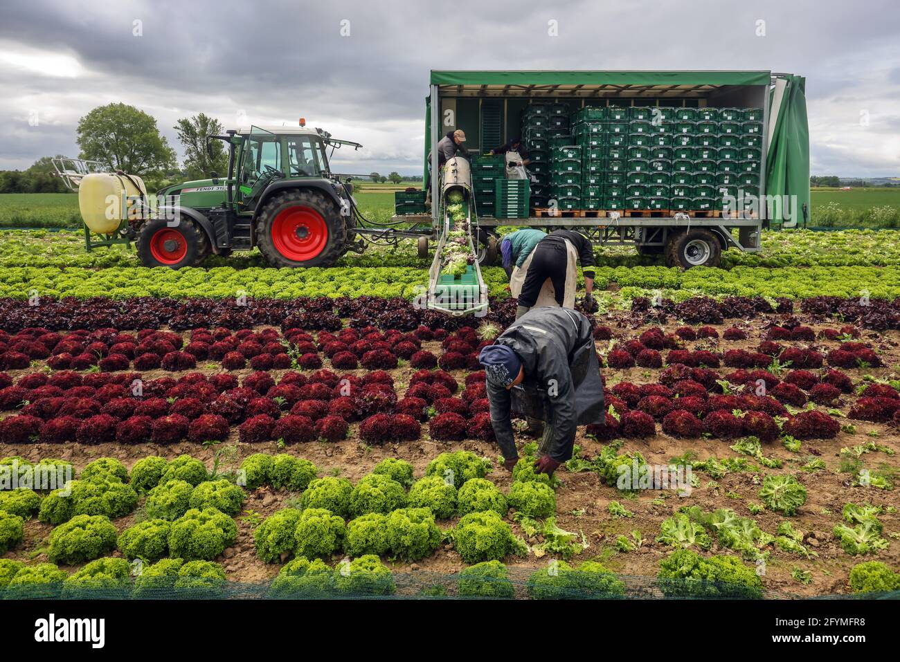 Soest, Saxony, North Rhine-Westphalia, Germany - Vegetable cultivation, harvesters harvesting lettuce, the freshly harvested lettuce heads are washed Stock Photo