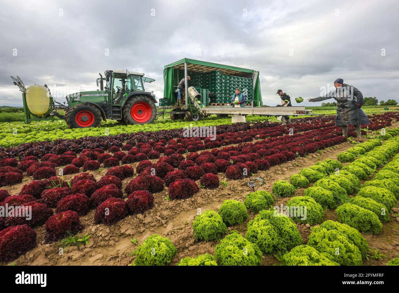 Soest, Saxony, North Rhine-Westphalia, Germany - Vegetable cultivation, harvesters harvesting lettuce, the freshly harvested lettuce heads are washed Stock Photo