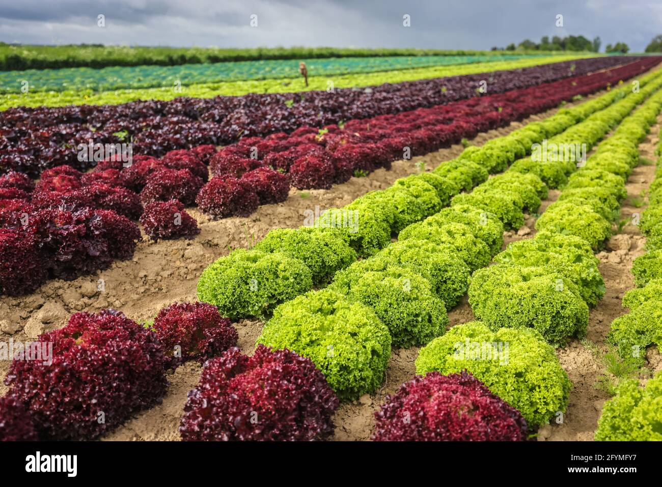 Soest, Saxony, North RhineWestphalia, Germany Vegetable growing