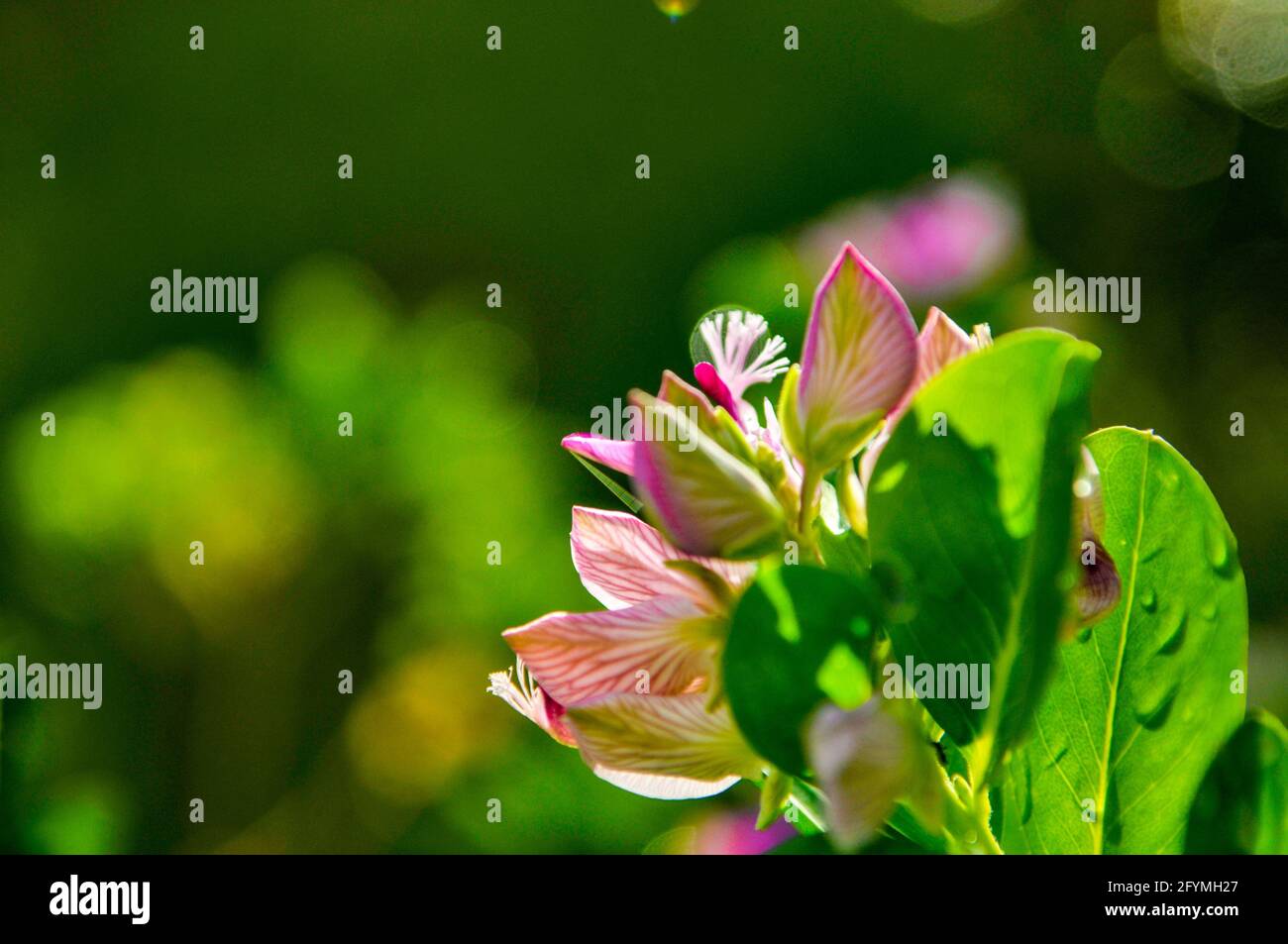 Closeup of blooming polygala myrtifolia in a garden under the sunlight with a blurry background Stock Photo
