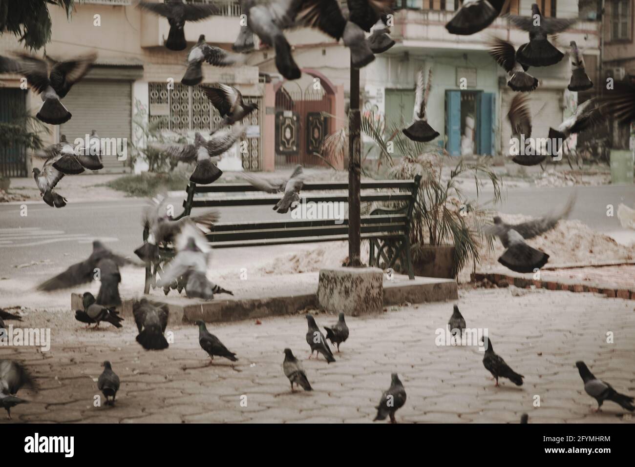 Flock of excited pigeons flying about crazily in a park beside a street Stock Photo