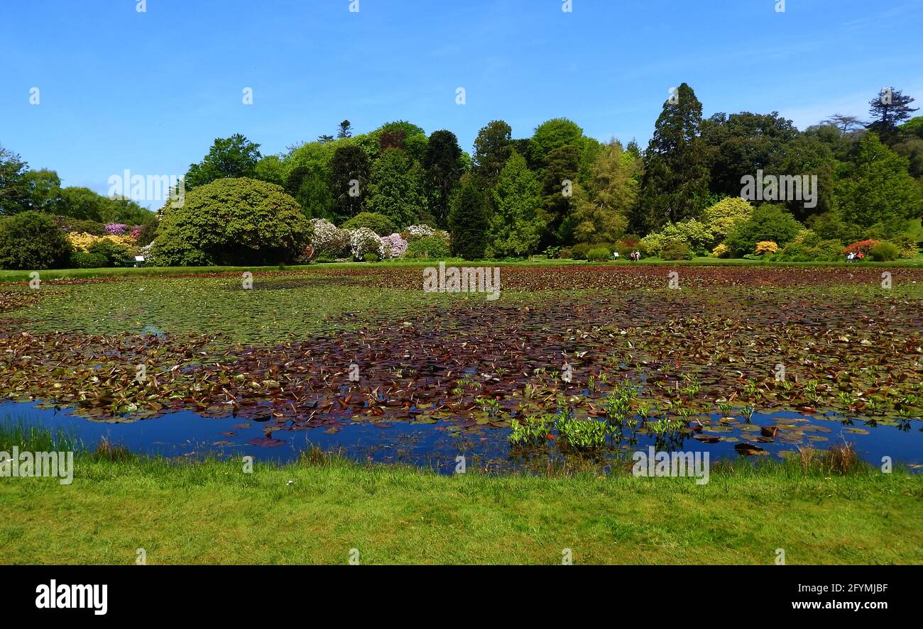 Castle Kennedy Gardens & Gardens, Dumfries & Galloway, Scotland in 2021 - The round pond and garden Stock Photo