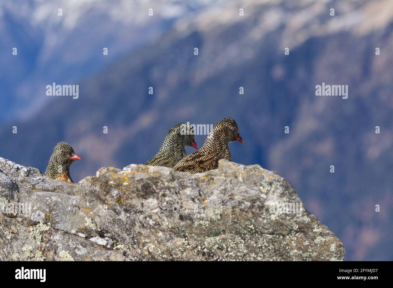 snow partridge (Lerwa lerwa) Uttarakhand, India Stock Photo