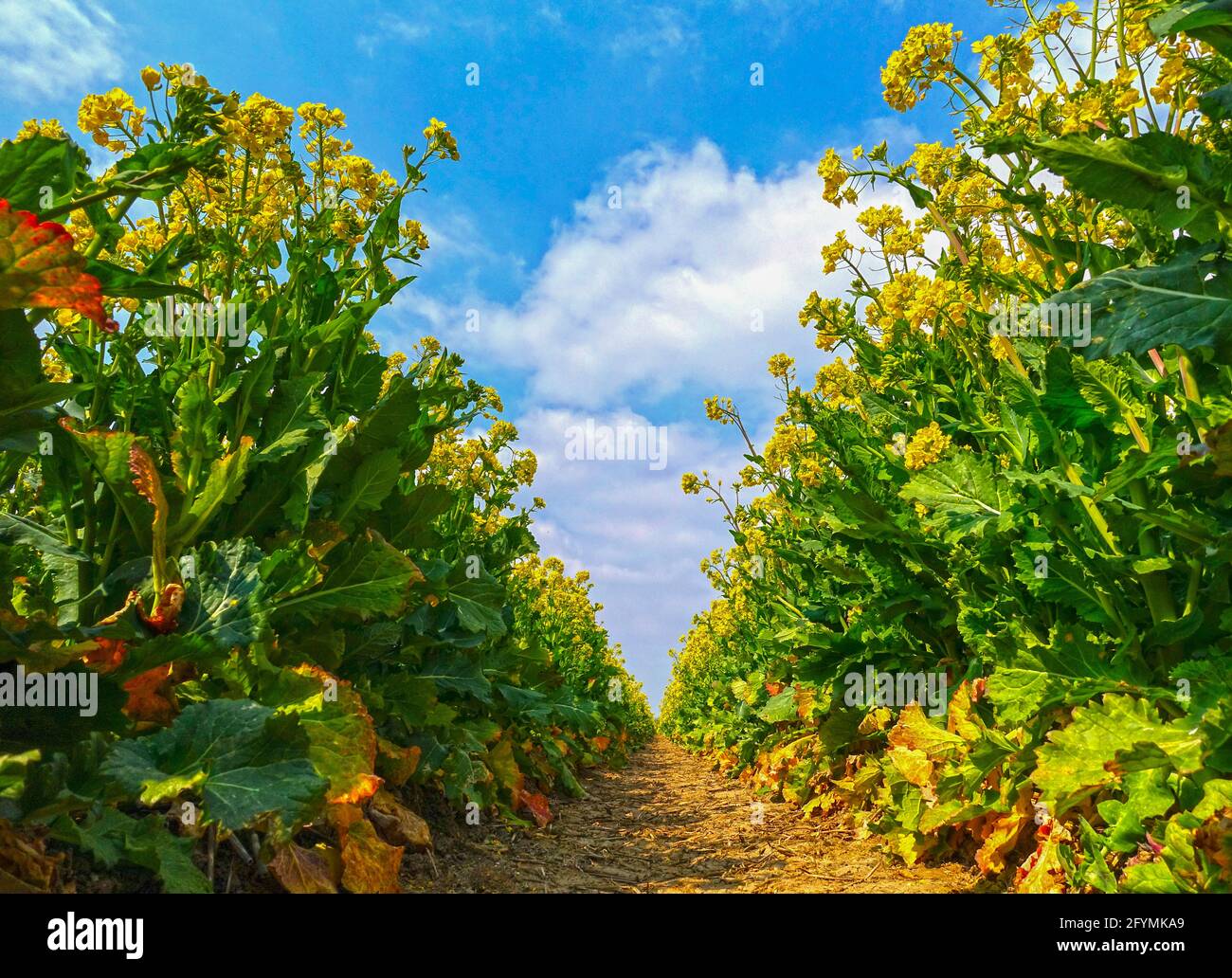 Field of bright yellow flowering rapeseed, Brassica napus, in spring. Stock Photo