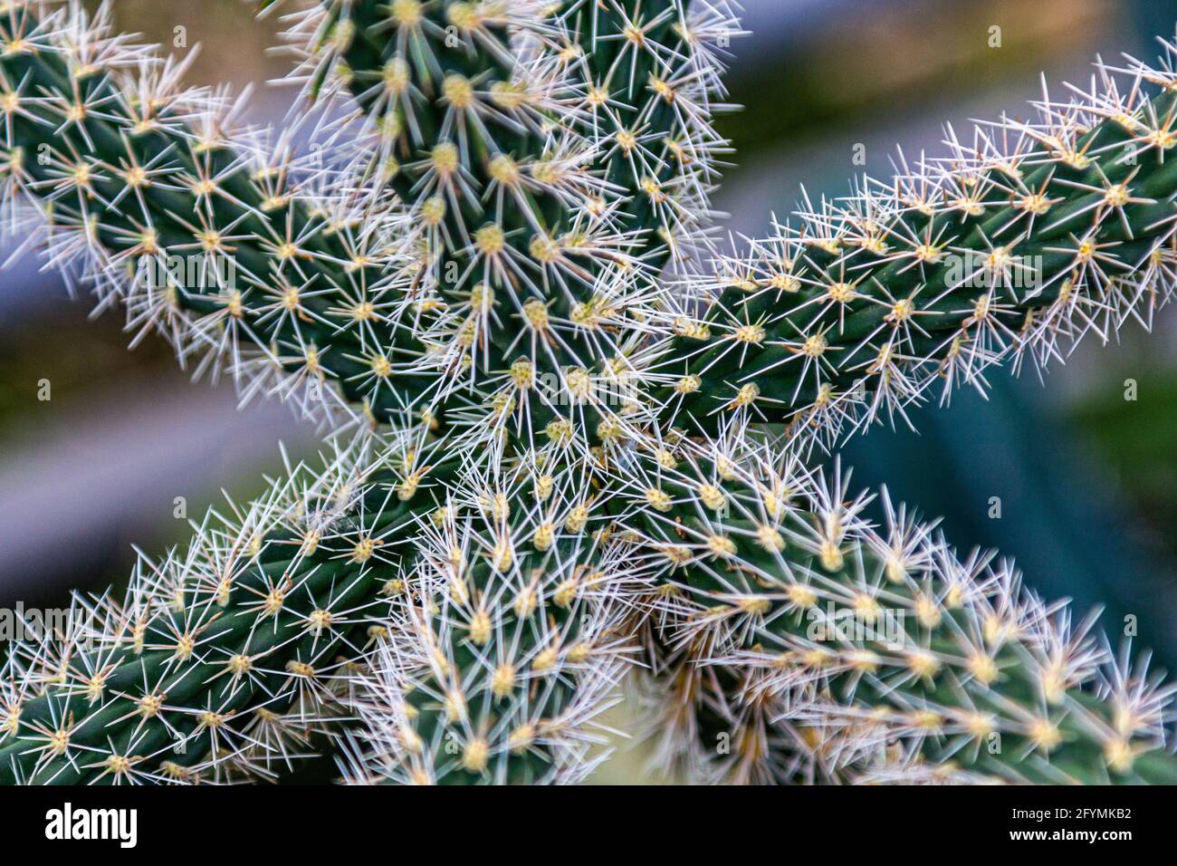 Cactus needles, cactus in the shape of stars Macro photo  Stock Photo