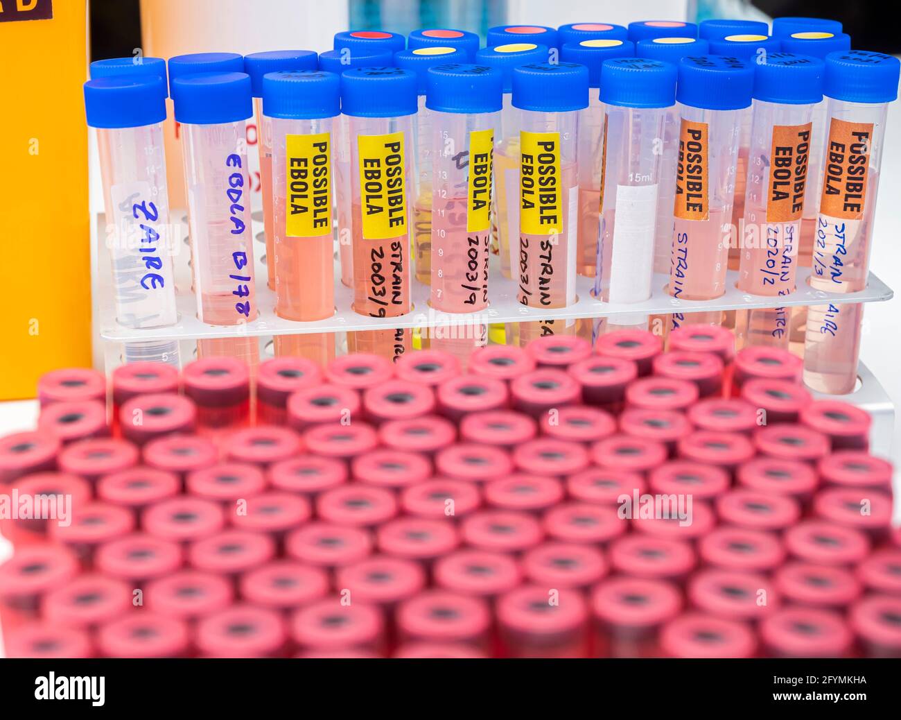 Blood sample from Ebola patient, positive result, conceptual image Stock Photo