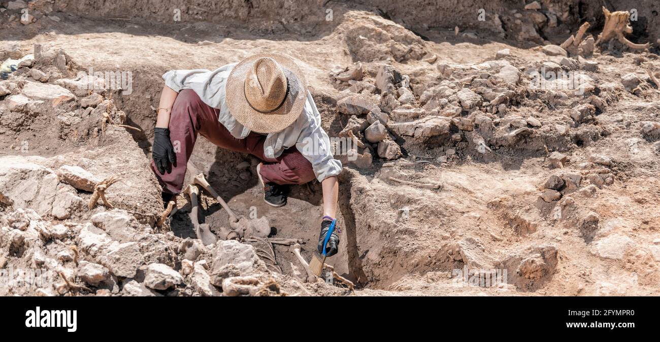 Archaeologist excavating skeleton Stock Photo Alamy