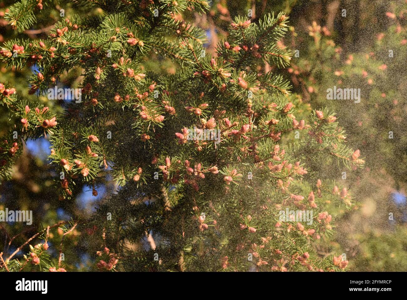 Pollen spraying on fir tree Picea abies producing enormous amounts of pollen in spring Stock Photo