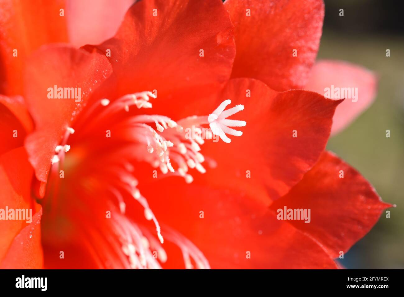 Epiphyllum orchid cactus red flower Stock Photo