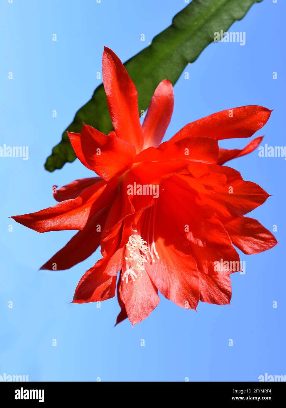 Epiphyllum orchid cactus red flower on blue sky background Stock Photo