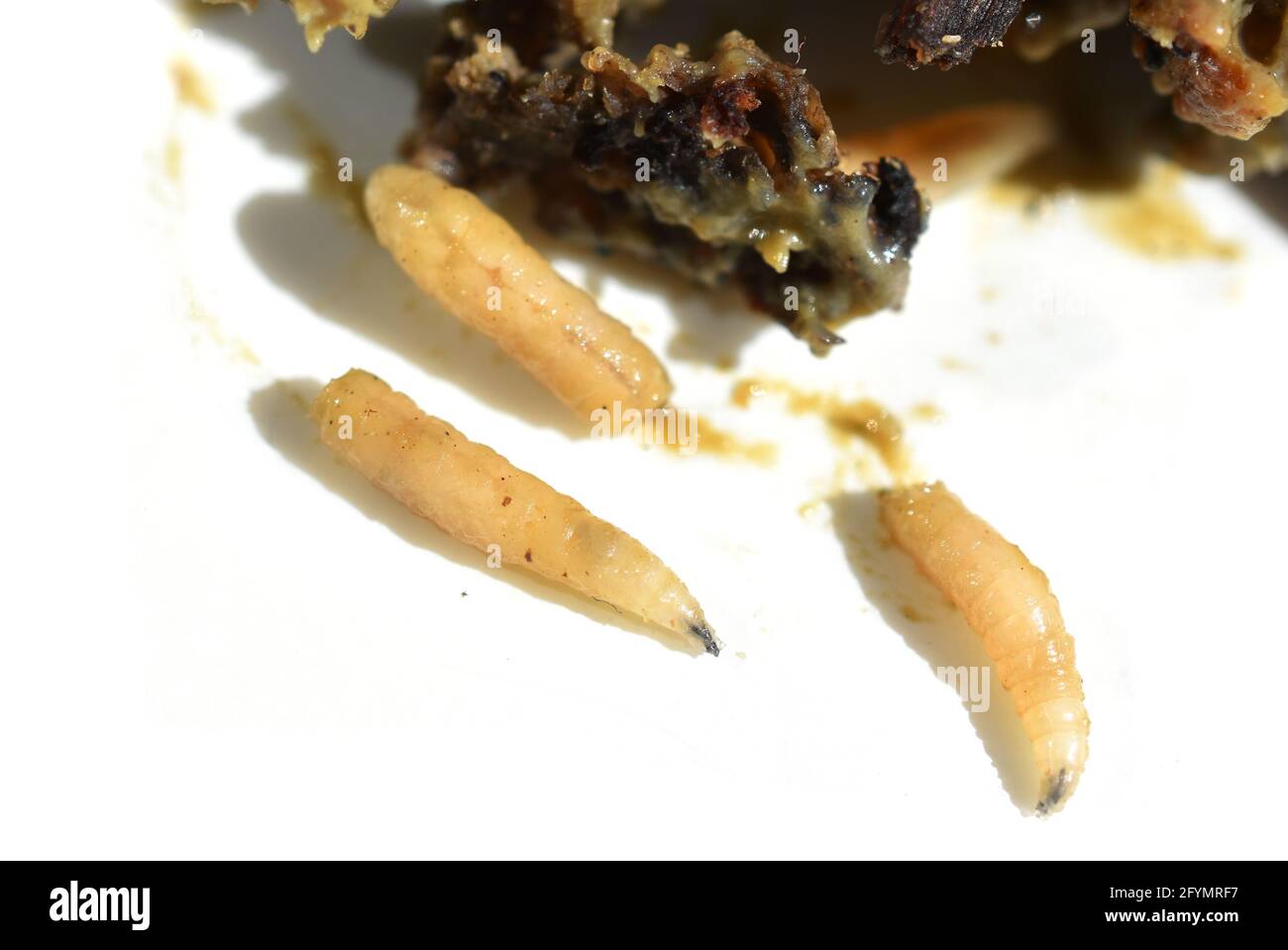 Maggots fly larvae decompose crawling in rotten meat Stock Photo