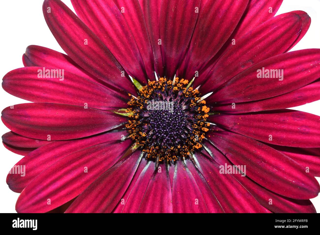 Marguerite daisy flower hires stock photography and images Alamy