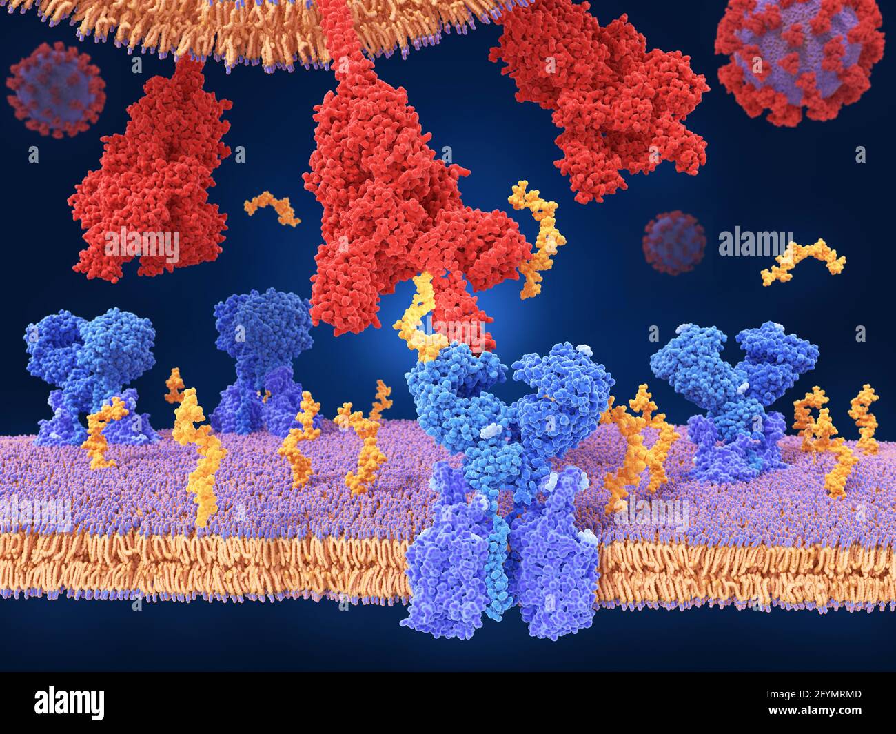 Coronavirus spike protein and receptor, illustration Stock Photo