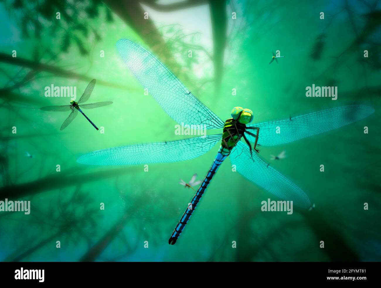 Prehistoric giant dragonfly, illustration Stock Photo