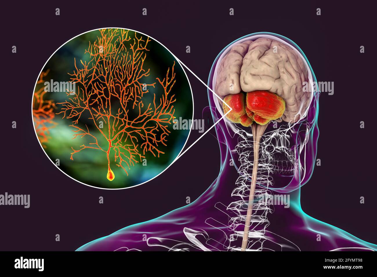 Human cerebellum and Purkinje neurons, illustration Stock Photo