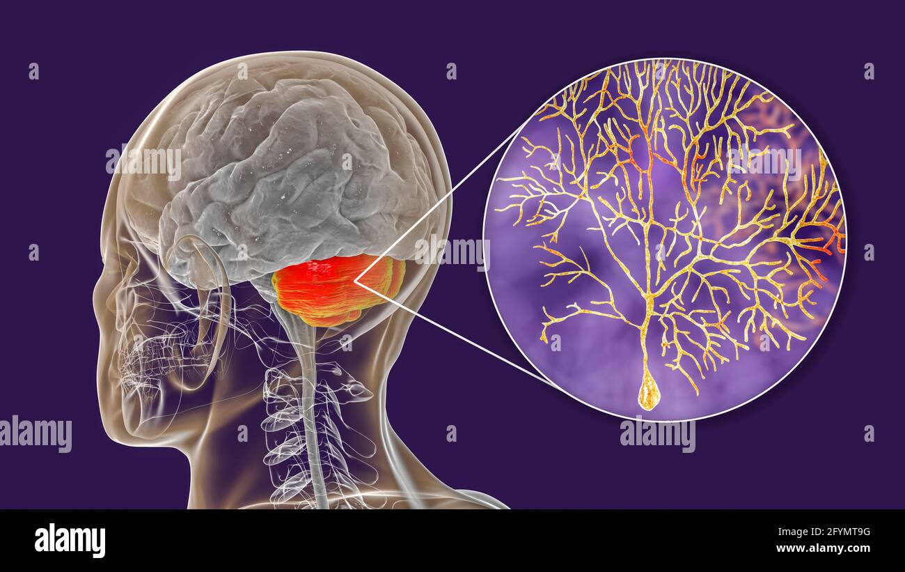 Human cerebellum and Purkinje neurons, illustration Stock Photo