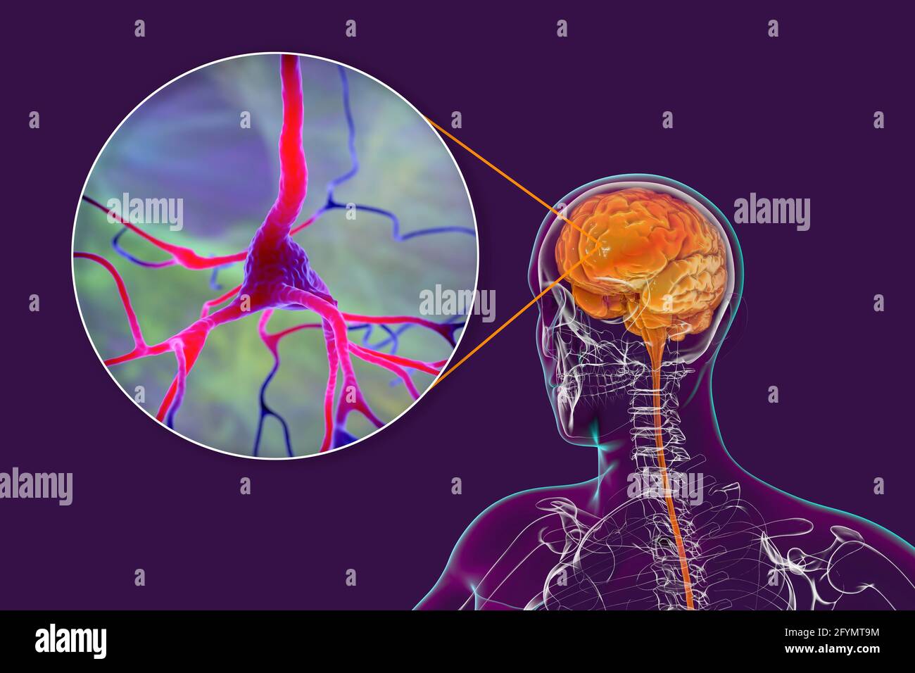 Human brain and neurons, illustration Stock Photo - Alamy