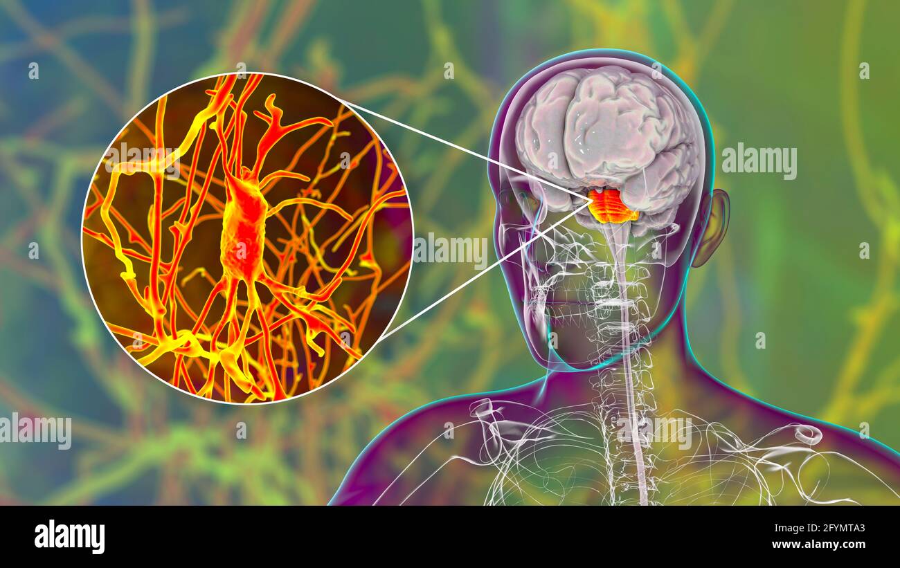 Human brain with highlighted pons and neurons, illustration Stock Photo