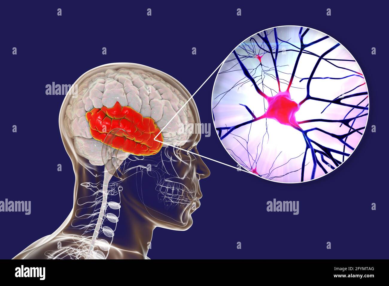 Human temporal lobe and neurons, illustration Stock Photo - Alamy