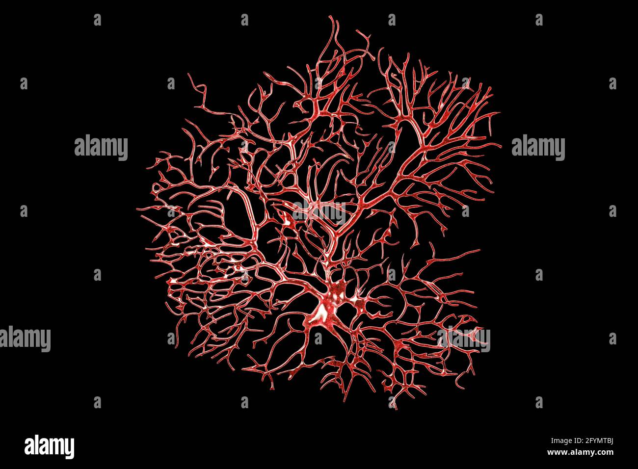 Purkinje nerve cells, illustration Stock Photo