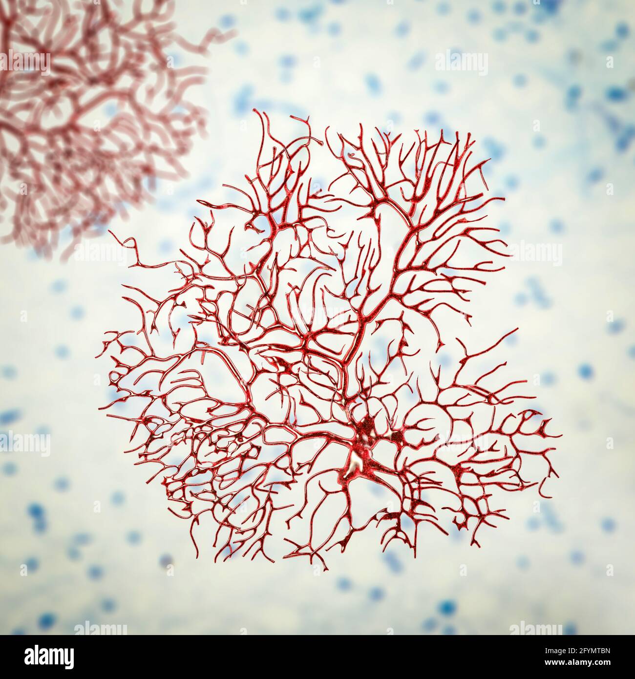 Cerebellar purkinje cells hi-res stock photography and images - Alamy