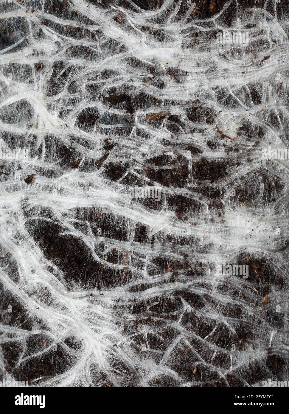 Closeup on white plant roots with root hairs growing underground in black soil Stock Photo