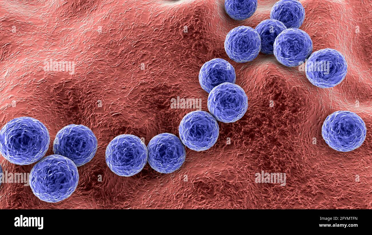 Streptococcus pyogenes bacteria, illustration Stock Photo
