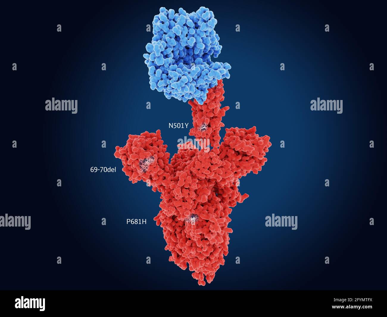 B.1.1.7 coronavirus variant spike protein, illustration Stock Photo