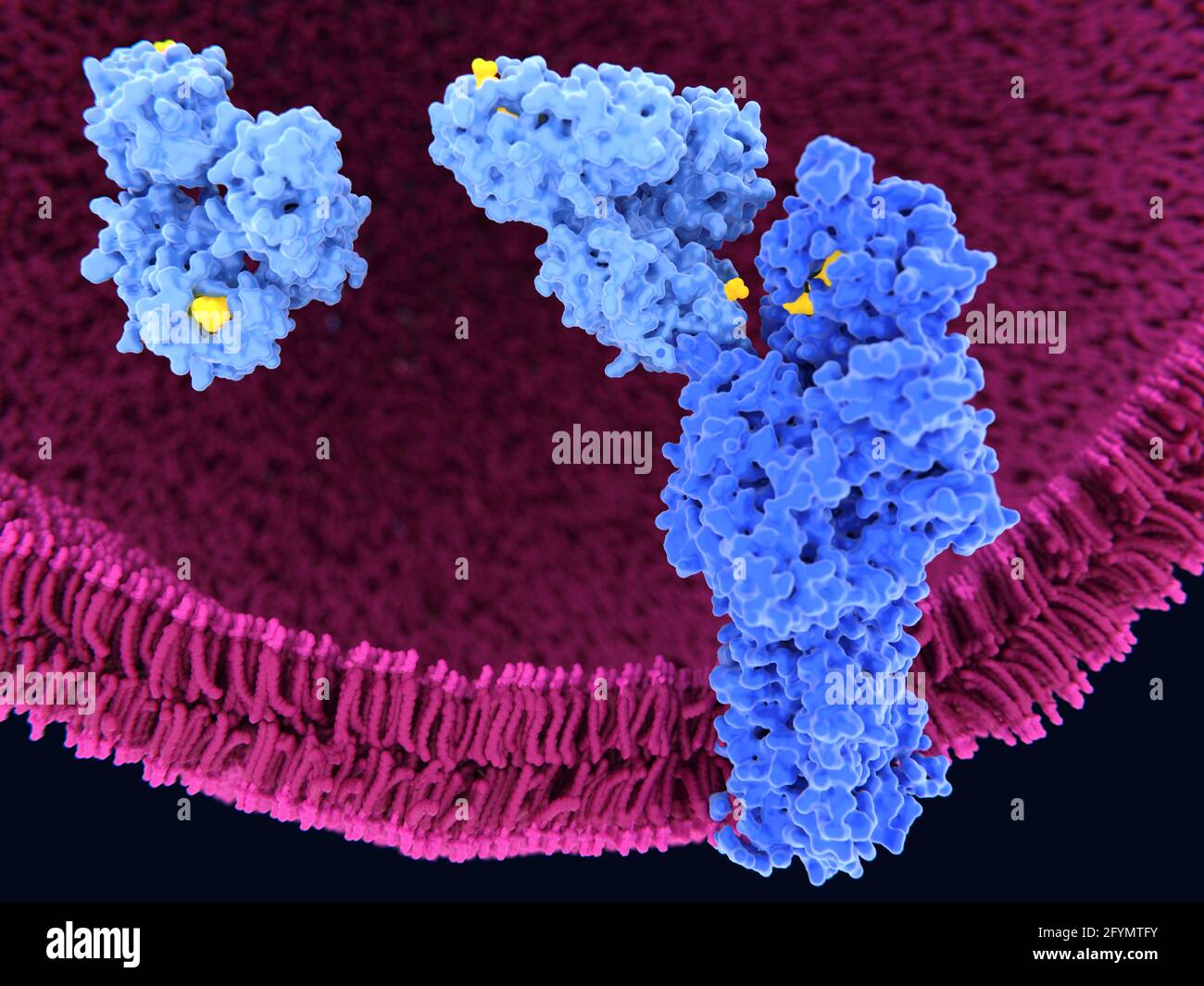 Cholesterol processing in lysosome, illustration Stock Photo